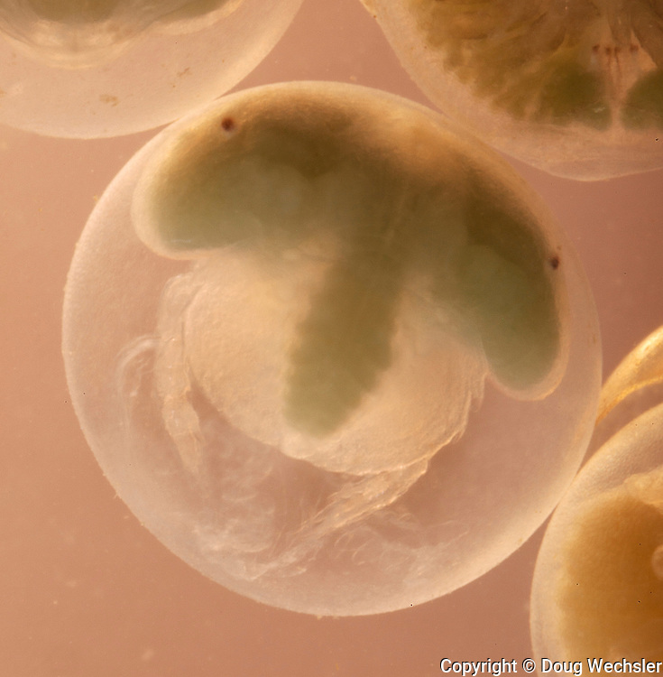 SALEM_MylesPoopedCreature.png|300